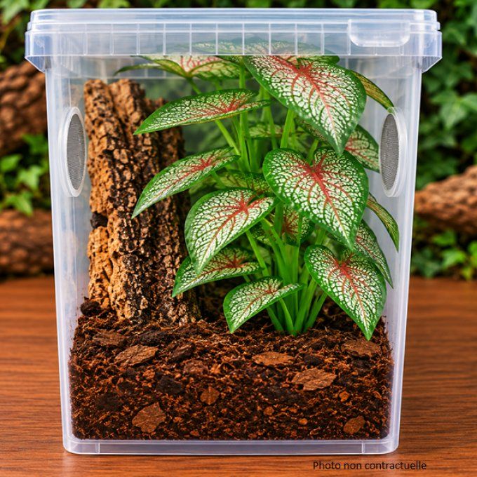 Kit d'élevage mante religieuse ECO – Habitat 5 L