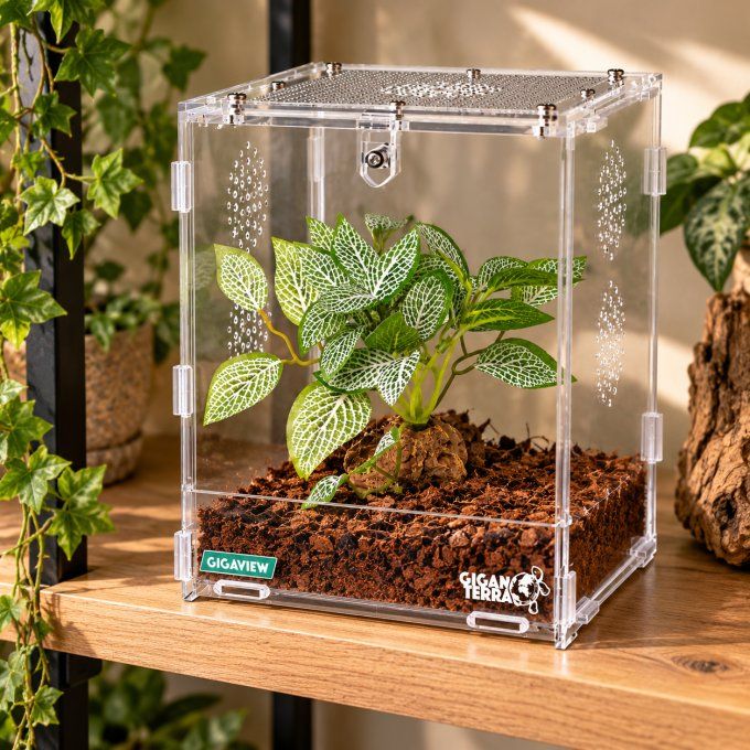 Kit d'élevage Mante CONFORT – GigaView 15 × 16,5 × 21,5 cm