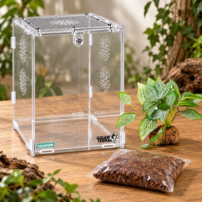 Kit d'élevage Mante CONFORT – GigaView 15 × 16,5 × 21,5 cm