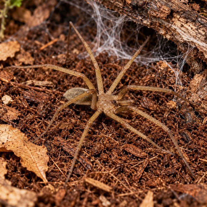 Kukulcania hibernalis – Araignée cavernicole