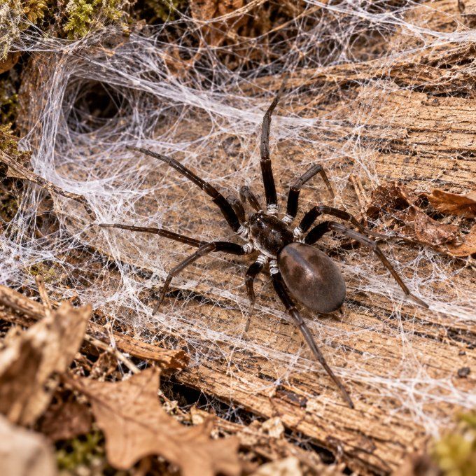 Kukulcania hibernalis – Araignée cavernicole