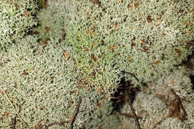 Boite de Lichen naturel 