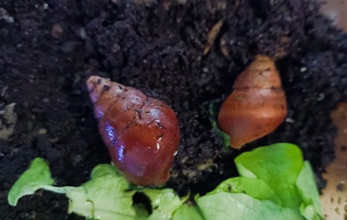 Limicolaria aurora "deep red"