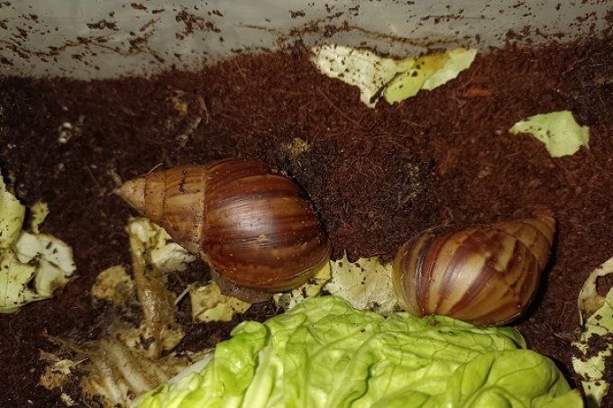  Lissachatina Fulica 