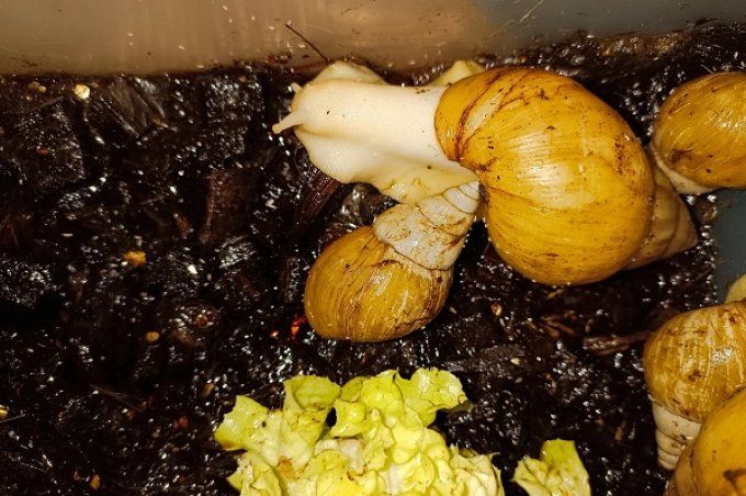  Lissachatina Fulica  jadatzi