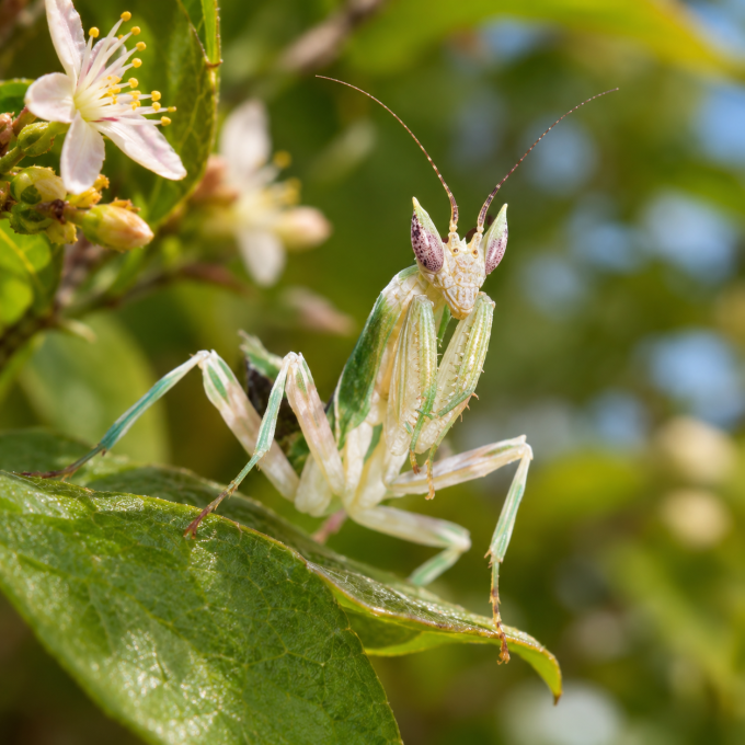 Pseudoharpax virescens – Mante fleur africaine