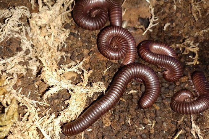 Mardonius parilis parillis