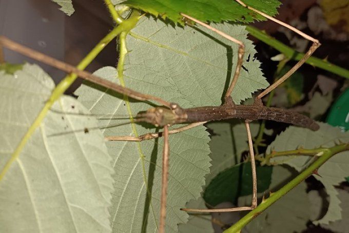 Medauridea sp « Ngo Luong »