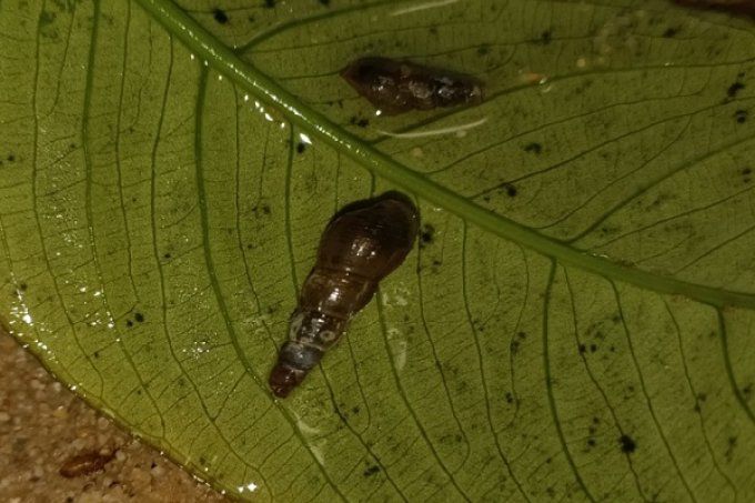 Melanoide tuberculata