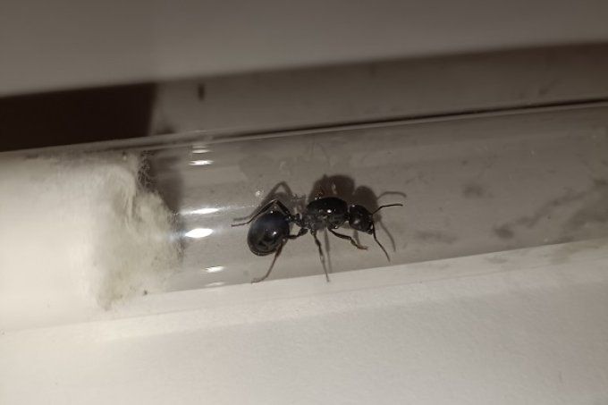 Fourmi Messor barbarus - gyne + ouvrieres