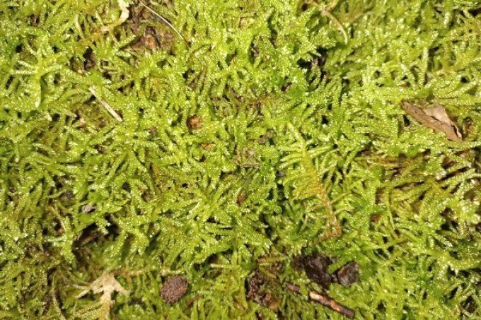 Mousse de forêt vivante 0.4L