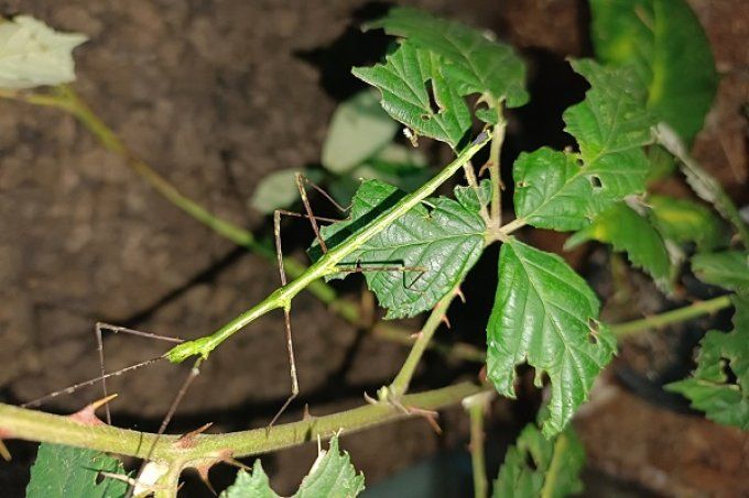 Myronides glaucus