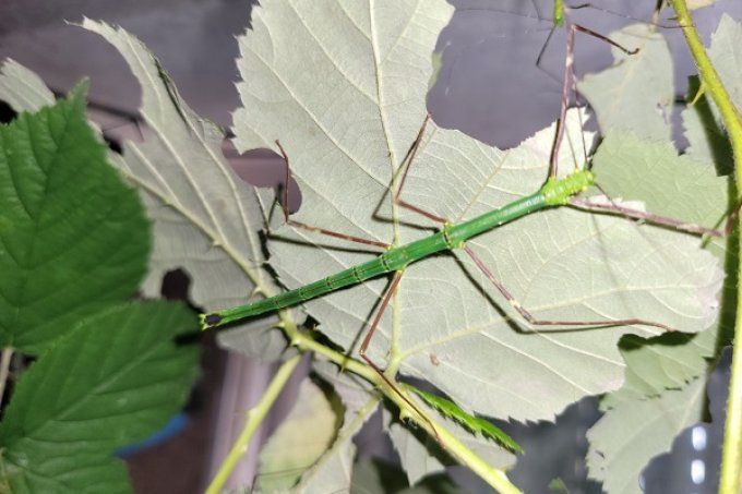 Myronides glaucus