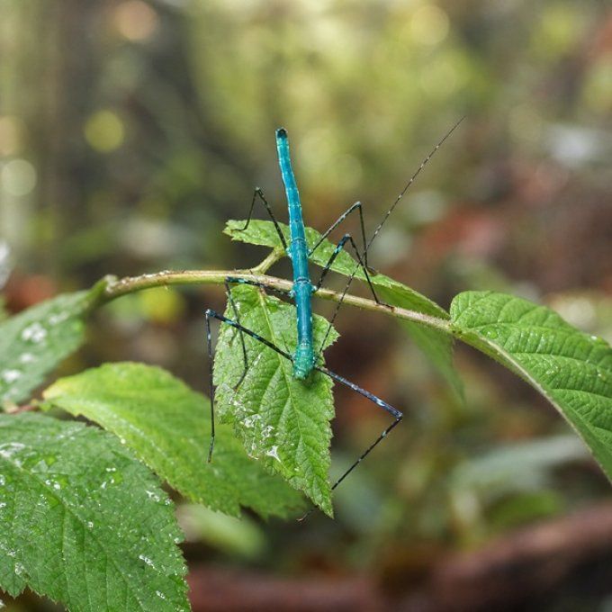 Myronides glaucus