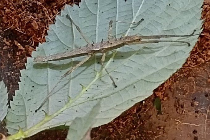 Neohirasea sp "Cat Ba" 