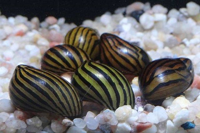 Neritina sp. Zebra snail 