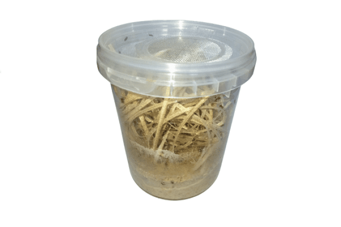Boite drosophiles  melanogaster 520ml 