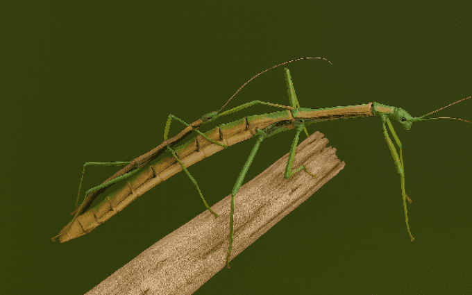 Nuichua rabaeyae