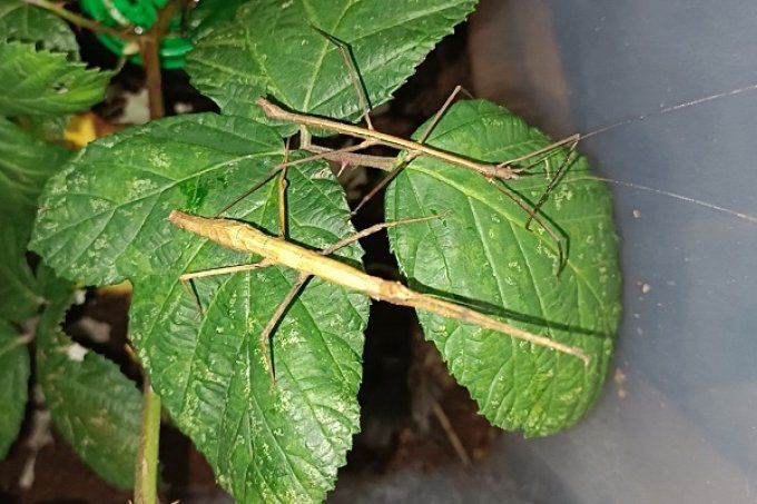 Ocnophiloidea regularis