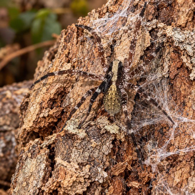 Ohvida sp. (Ctenidae)