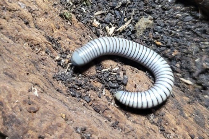 Ommatoiulus rutilans 