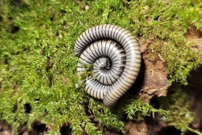 Ommatoiulus rutilans 