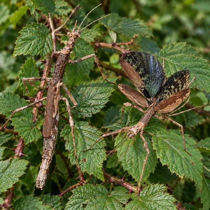Onchestus rentzi – Phasme couronné d’Australie