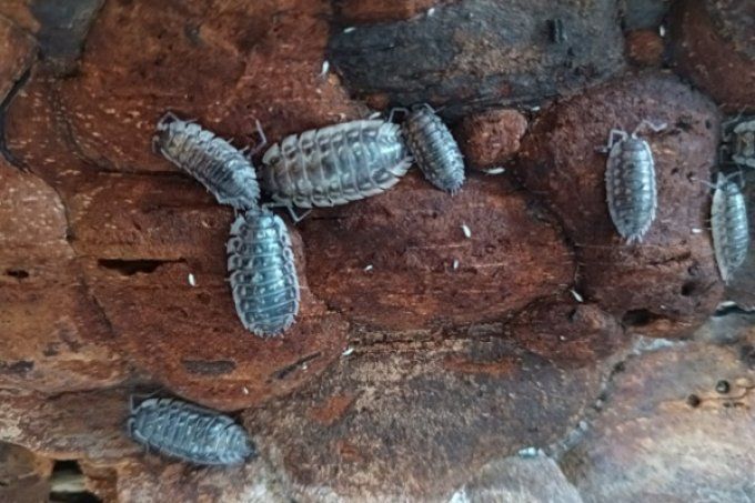 Oniscus asellus