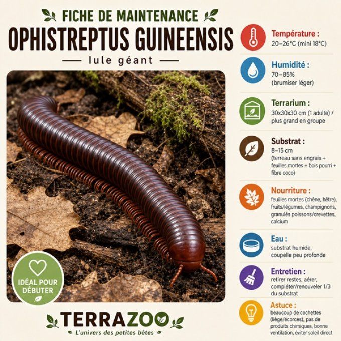 Ophistreptus guineensis