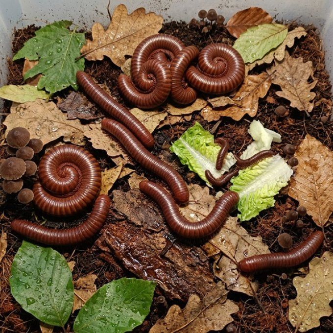 Ophistreptus guineensis
