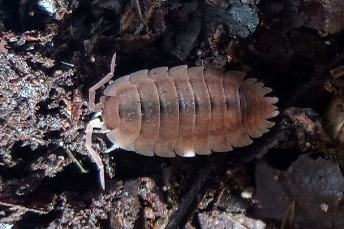 Porcellio scaber Ghost