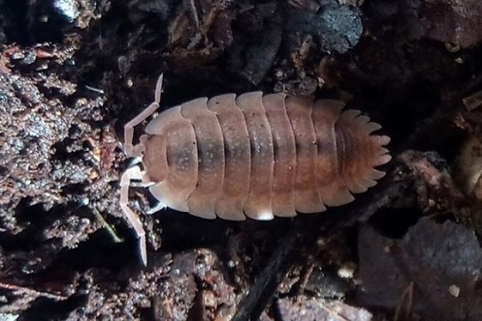 Porcellio scaber Morph