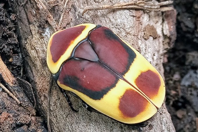 Pachnoda marginata périgrina 