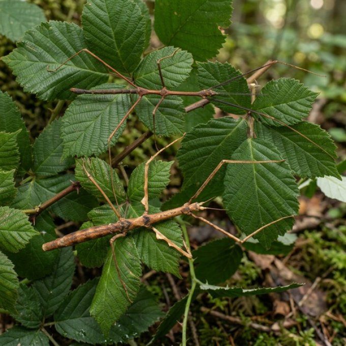 Parapachymorpha zomproi