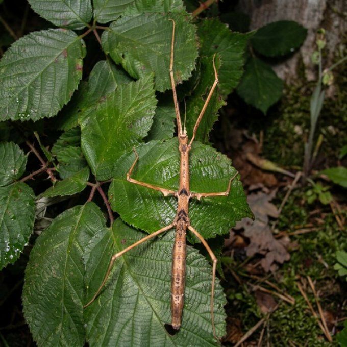 Parapachymorpha zomproi