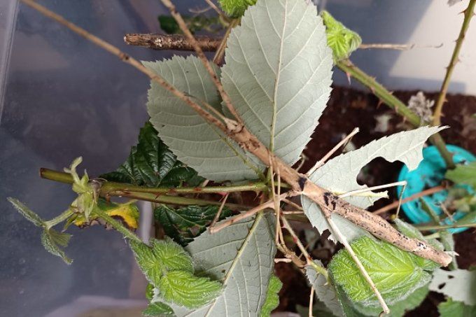 Parapachymorpha zomproi