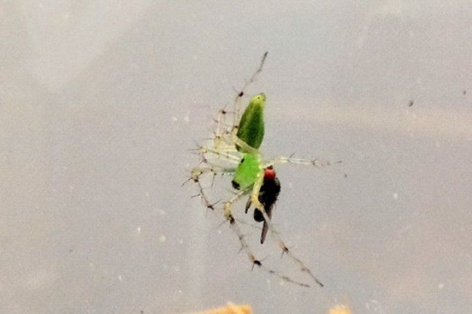 Peucetia lucasi