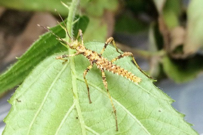 Trachyaretaon sp "Negros"  