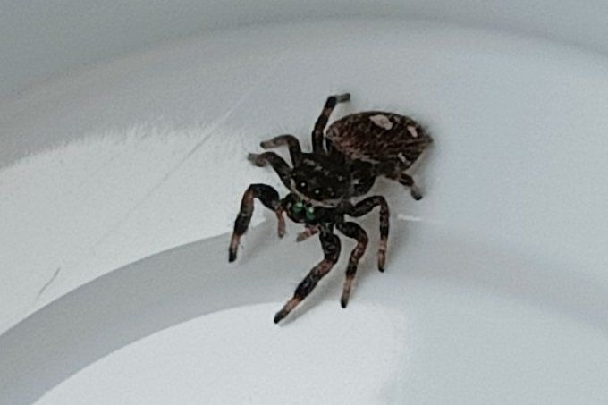 Phidippus regius "Florida" Femelle L4/L5