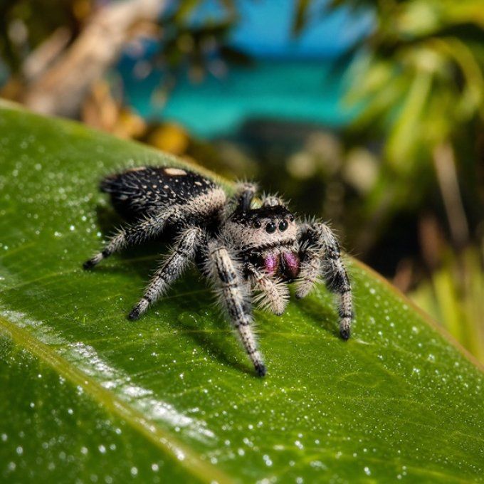Phidippus regius "Bahamas" L3