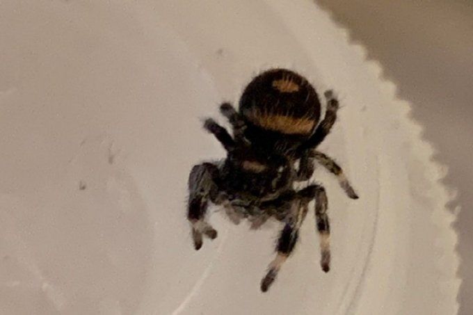 Phidippus regius "Bahamas" L3