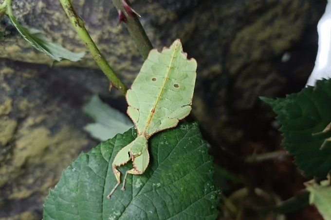 Phyllium gantungense