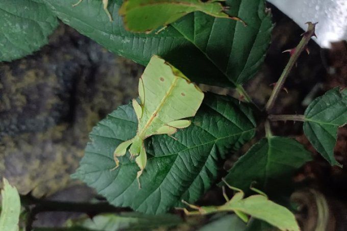Phyllium gantungense