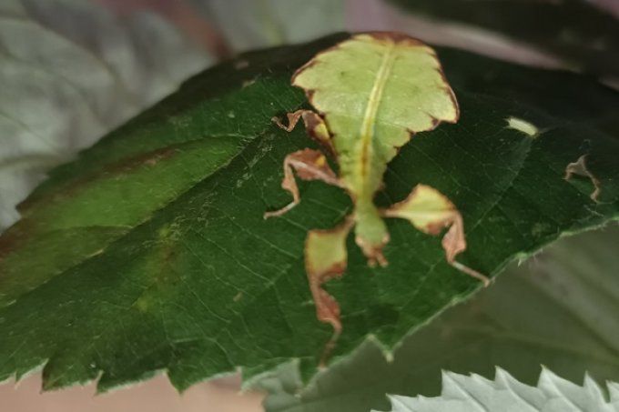 Pulchriphyllium giganteum 