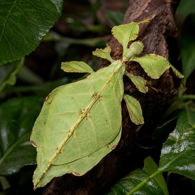 Phyllium philippinicum