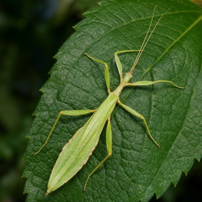 Phyllium philippinicum