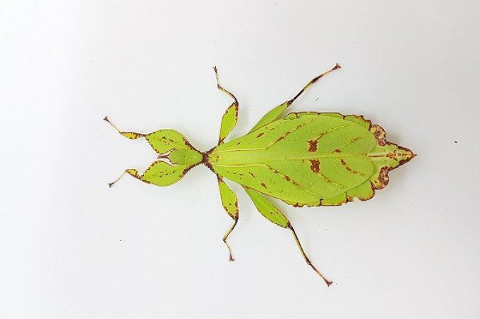 Phyllium philippinicum