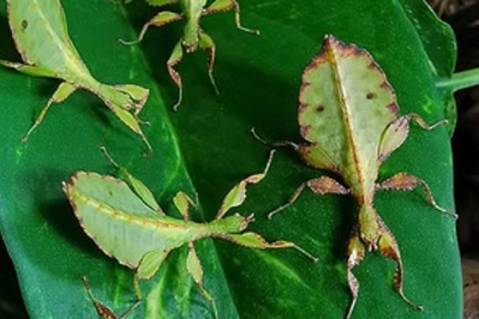 Phyllium tobeloense "Galela"