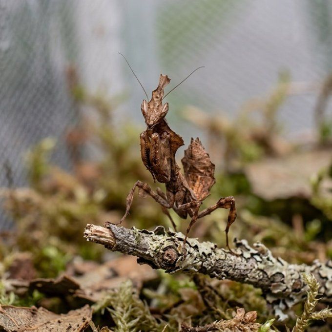 phyllocrania paradoxa L3/L4