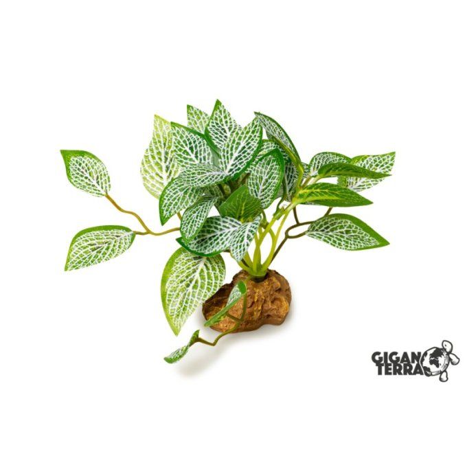 Plante artificielle Fittonia 10 cm Giganterra